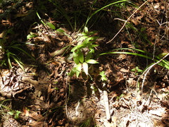 Maianthemum stellatum