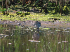 Limnodromus griseus griseus