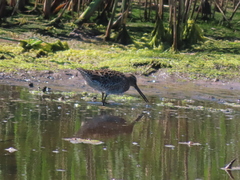 Limnodromus griseus griseus