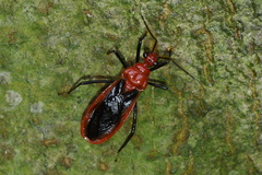 Vilius melanopterus