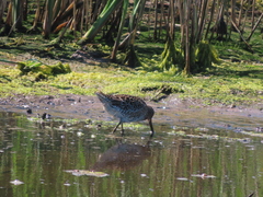 Limnodromus griseus griseus