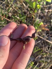 Neolasioptera nodulosa