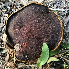 Suillus ampliporus