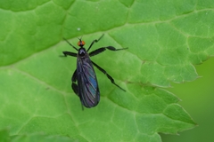 Rhamphomyia longicauda
