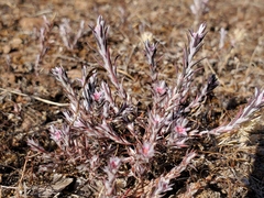 Polygonum bidwelliae