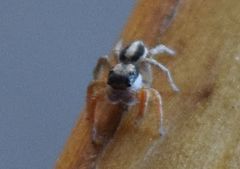 Habronattus icenoglei