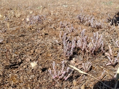 Polygonum bidwelliae