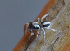Habronattus icenoglei