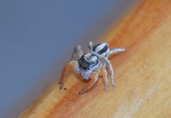 Habronattus icenoglei