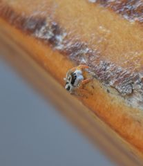 Habronattus icenoglei