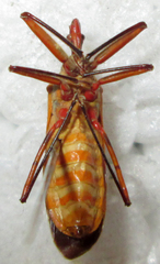 Pseudophonoctonus formosus