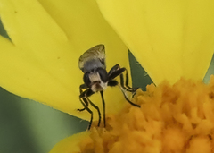 Thecophora propinqua