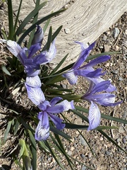 Iris lactea