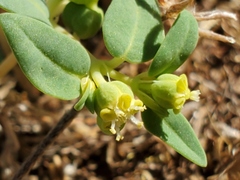 Euphorbia ocellata ocellata
