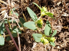 Euphorbia ocellata ocellata