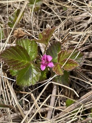Rubus arcticus