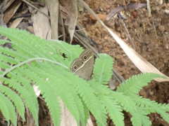 Mycalesis gotama nanda