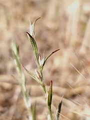 Polygonum californicum