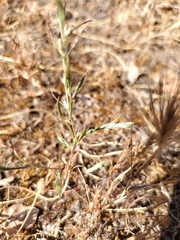 Polygonum californicum