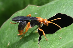 Leptodialepis bipartitus