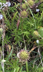 Acaena anserinifolia