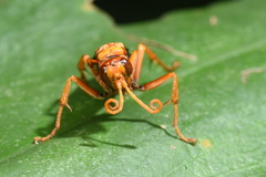 Leptodialepis bipartitus