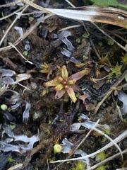 Drosera rotundifolia