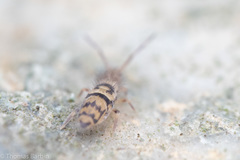 Entomobrya comparata