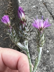 Carduus pycnocephalus cinereus