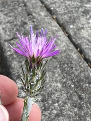 Carduus pycnocephalus cinereus