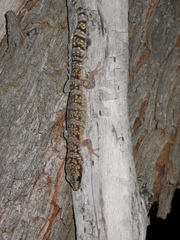 Oedura cincta