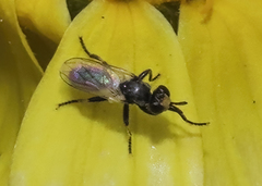 Thecophora propinqua