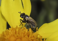 Thecophora propinqua