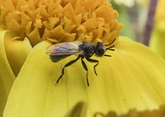 Thecophora propinqua