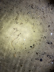 Anguilla rostrata