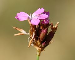 Dianthus pontederae