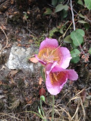 Calochortus plummerae