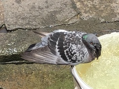 Columba livia domestica