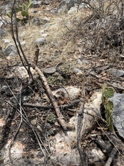 Coryphantha elephantidens
