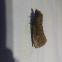 Acrolophus propinqua