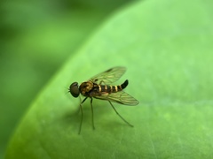 Chrysopilus ornatus
