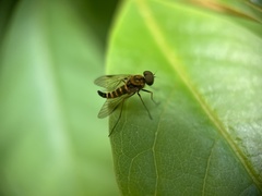 Chrysopilus ornatus