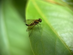 Chrysopilus ornatus