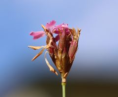 Dianthus pontederae