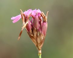 Dianthus pontederae