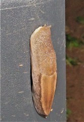 Urocyclus kirkii