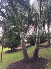 Dypsis decipiens