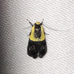 Rectiostoma xanthobasis