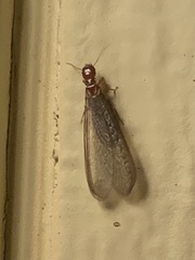 Zootermopsis nevadensis