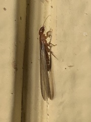 Zootermopsis nevadensis